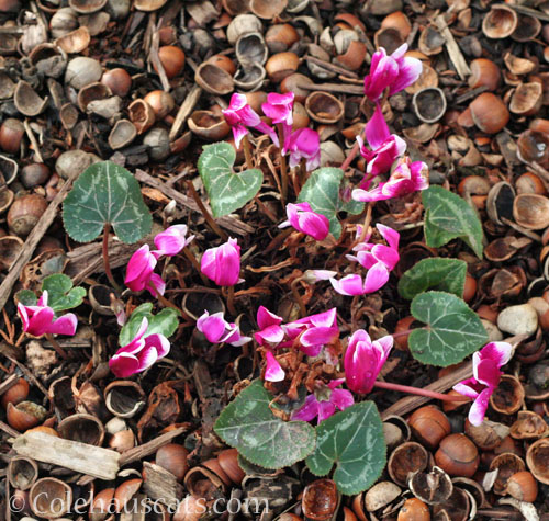 Mom's Cyclamen, Spring 2026 © Colehauscats.com