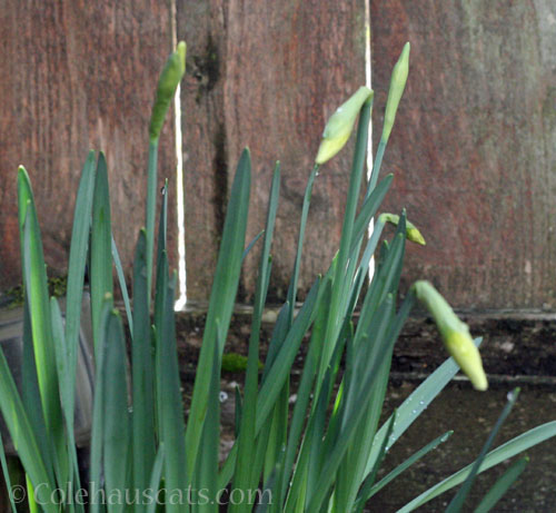 Some daffodils, spring 2026 © Colehauscats.com