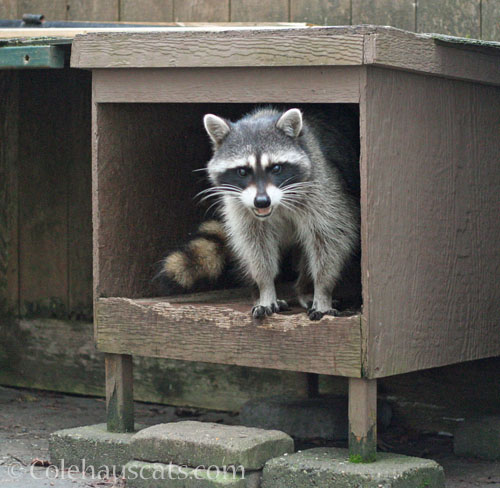 Millie, early March 2026 © Colehauscats.com