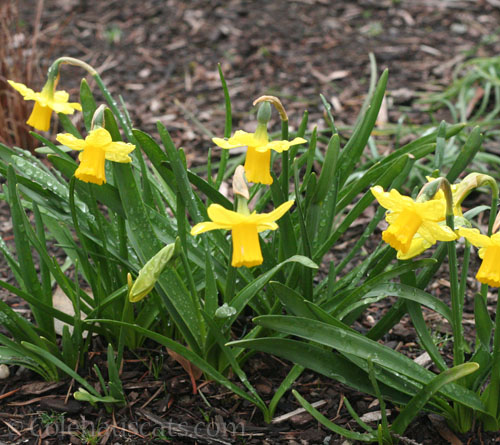 Mini Daffodils, Spring 2026 © Colehauscats.com