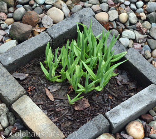 Sad Daylily, Spring 2026 © Colehauscats.com