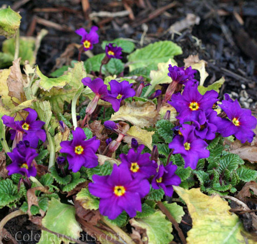 Primroses, Spring 2026 © Colehauscats.com