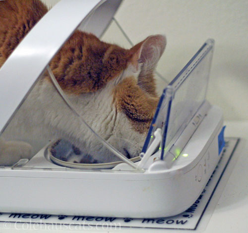 Quint and his personal feeder © Colehauscats.com