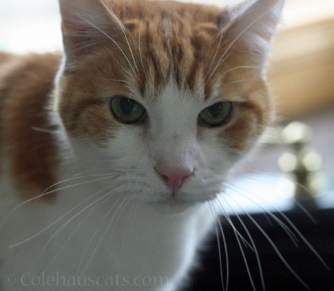 When will the warms be here? © Colehauscats.com