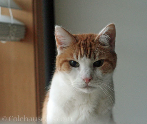 Good boy Quint © Colehauscats.com