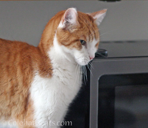 Quint loves the microwave? © Colehauscats.com