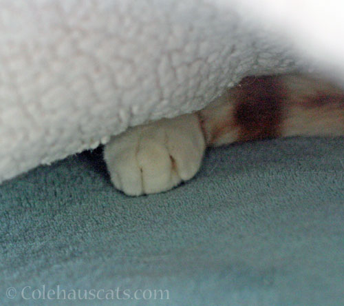 Quint's blanket fort © Colehauscats.com
