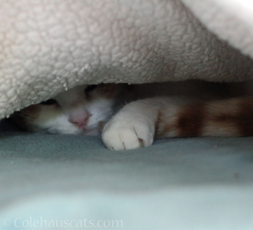 Quint finally in his fleecy fort © Colehauscats.com