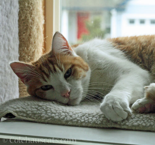 Quint waiting for the warms © Colehauscats.com