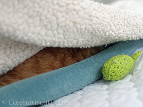 THE Toy isn't far from anyone © Colehauscats.com