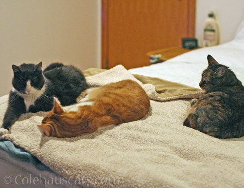 Tessa, Quint and Viola so close © Colehauscats.com