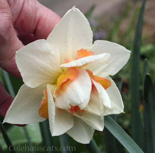 Daffodil Tahiti variety, Spring 2026 © Colehauscats.com
