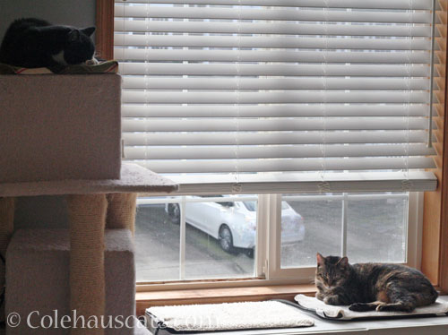 Tessa and Viola warming up © Colehauscats.com