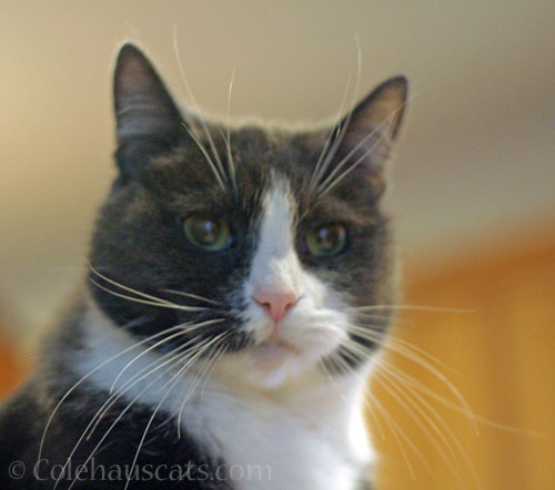 Tessa with her thoughts © Colehauscats.com