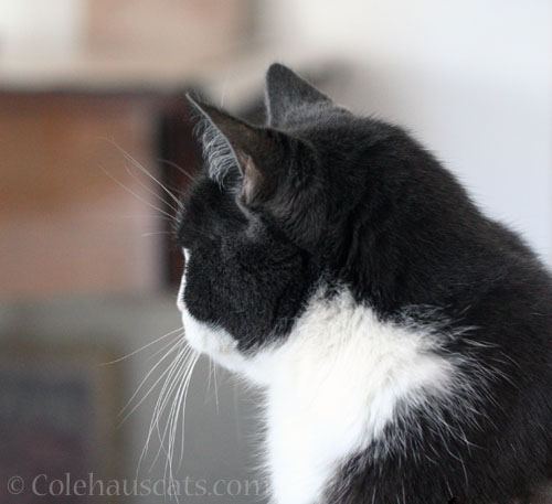 Not speaking to Mom © Colehauscats.com
