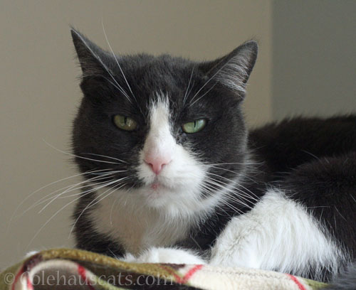 Tessa says Not True © Colehauscats.com