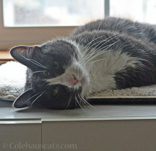 Sweet Tessa © Colehauscats.com
