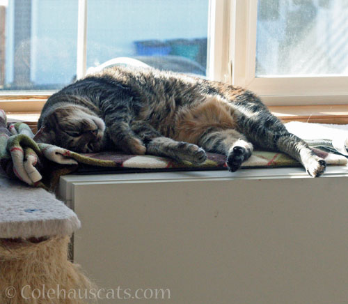Brave sleepy Viola © Colehauscats.com