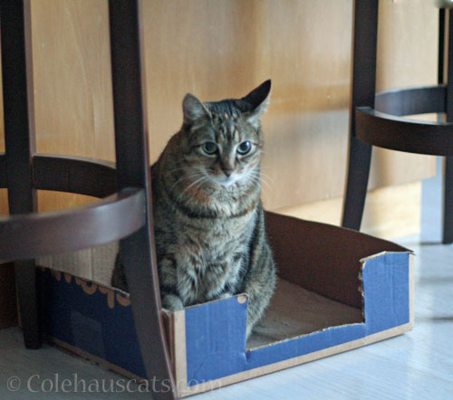Viola and her "Island" box © Colehauscats.com