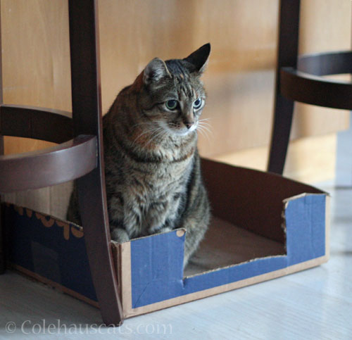 Viola mulls over her new "Island" box © Colehauscats.com
