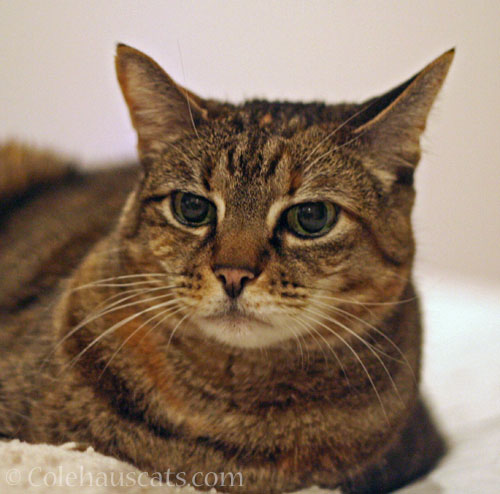 Viola says probably not © Colehauscats.com