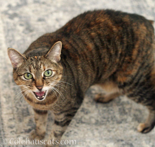 Viola tattles © Colehauscats.com