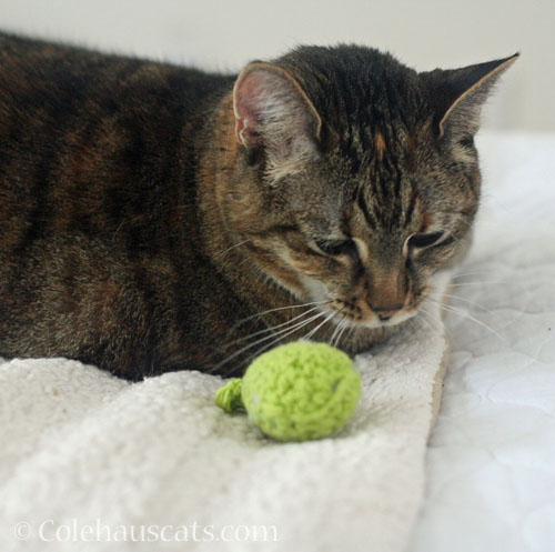 THE Toy is Viola's © Colehauscats.com