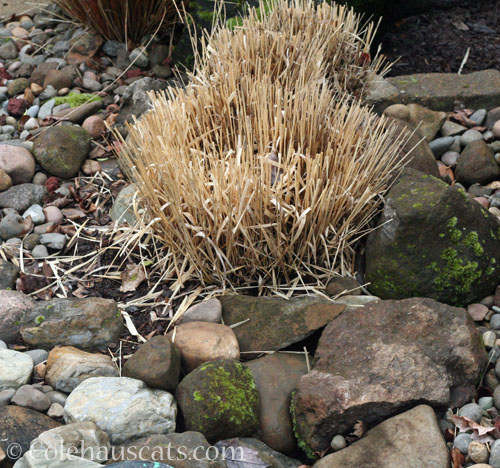 Where sad daylily used to live, Spring 2026 © Colehauscats.com