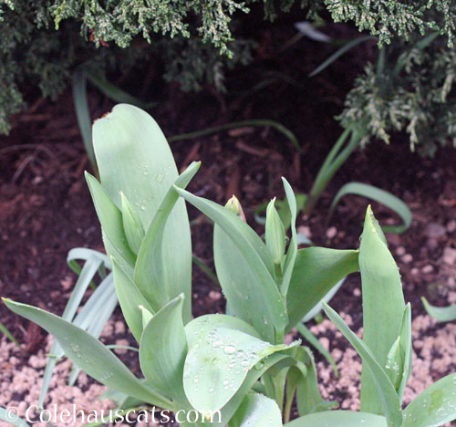 White Tulip buds, Spring 2026 © Colehauscats.com