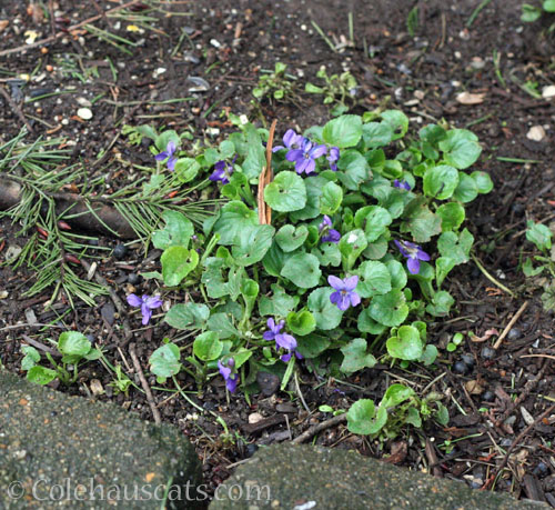 Wild Sweet Violets, Spring 2026 © Colehauscats.com