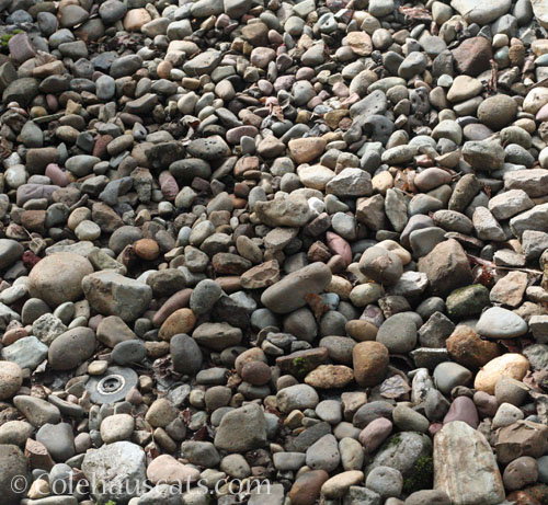 Where the daylily survived the winter © Colehauscats.com