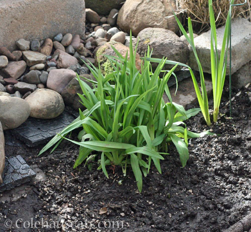 Daylily moved and off the list © Colehauscats.com