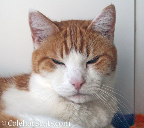 Smug Quint © Colehauscats.com