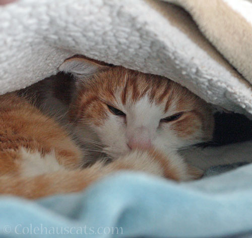 Quint naps alone today © Colehauscats.com