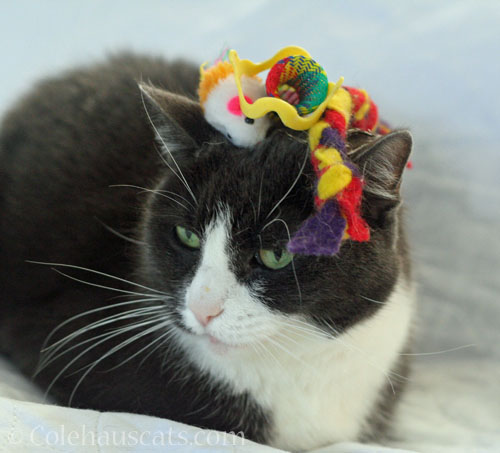 Tessa's 4 toy hat © Colehauscats.com