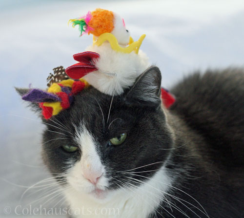 Tessa wears the hats in this household © Colehauscats.com