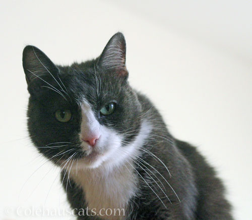 Tessa does what she wants © Colehauscats.com