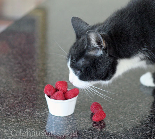 Tessa approving the fruit © Colehauscats.com