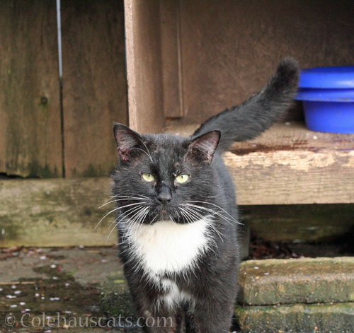 Tuxie Boy's looking ratty, April 2026 © Colehauscats.com