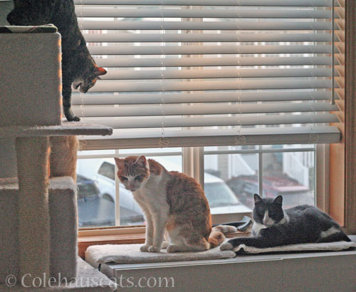 Viola, Quint and Tessa © Colehauscats.com