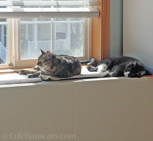 Viola and Tessa, so close © Colehauscats.com