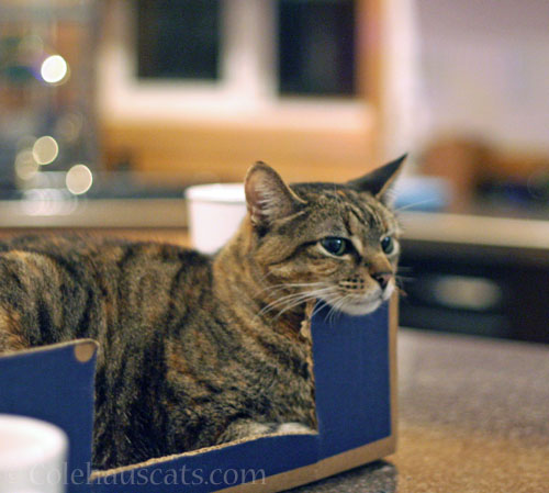 Someone's box is back © Colehauscats.com