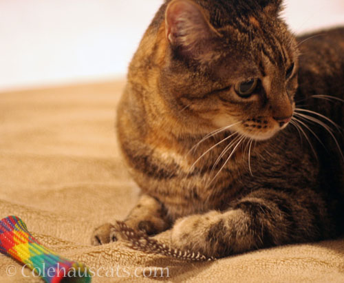 Viola finds new toys? © Colehauscats.com