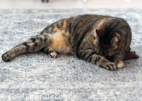 Viola snorgling Yeoww Cigar © Colehauscats.com
