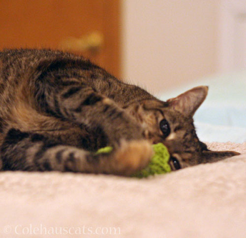 Not giving her favorite toy up © Colehauscats.com