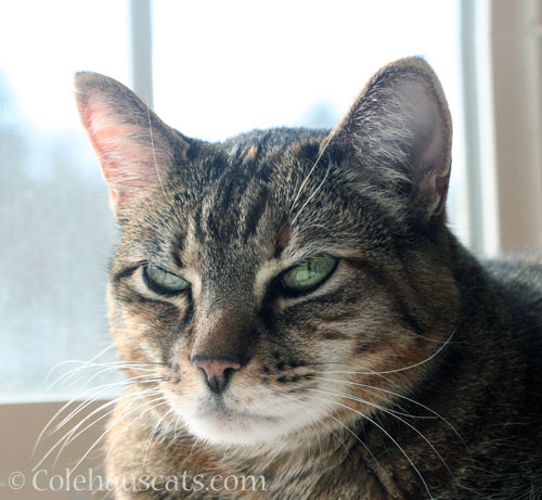 Viola waiting for Mom © Colehauscats.com