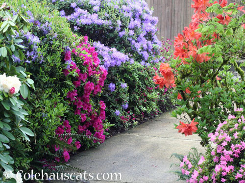All the May flowers, 2026 © Colehauscats.com