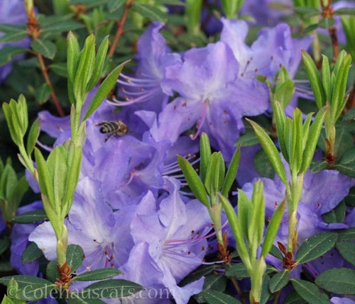 Crater Lake azalea with bee friend, 2026 © Colehauscats.com