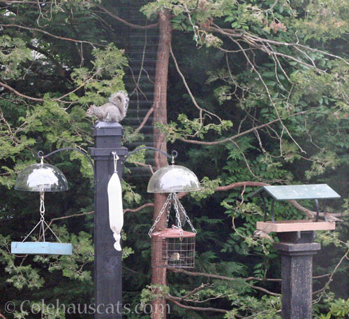 Bird feeder posts © Colehauscats.com