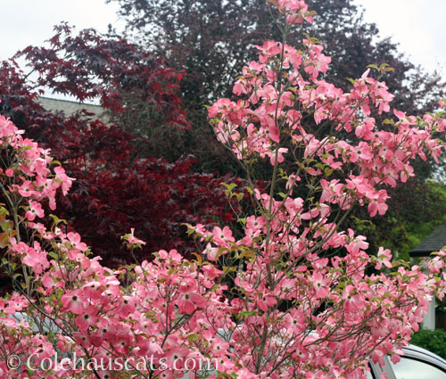 Borrowed Dogwood flowers, 2026 © Colehauscats.com